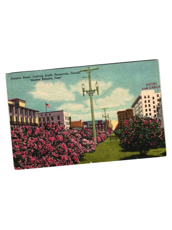 Curteich Other - Palafox Street Postcard Pensacola Florida Azalea Blossom Time Scene Vintage Used